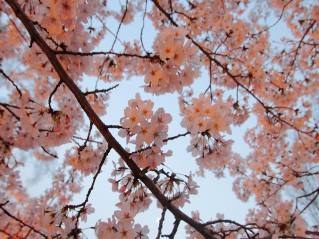 兵庫県の風景：桜